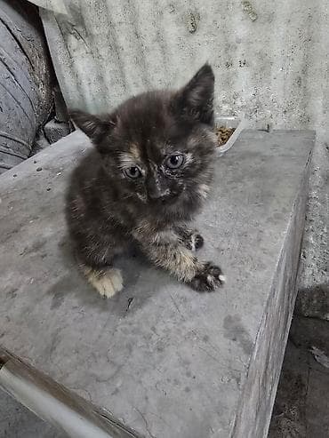 Кошки: Отдам котёнка в добрые руки — 1