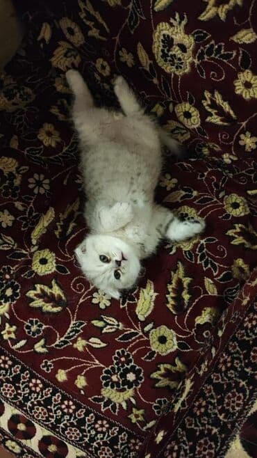 tuxedo порода кошек цена: Шотландские котята серебристого окраса. девочка и мальчик Скотиш фолд — 1