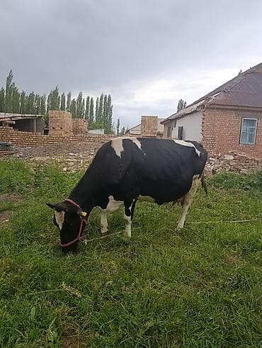 даром кошки: Продаю | Корова (самка) | Голштин | Для молока | Стельные — 3