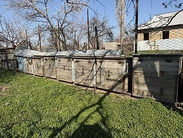 инкубатор норма: Пчелиные ульи. ПЧЕЛ НЕТ Лежаки на две семьи 20 рамочные, дадан- 16 — 3