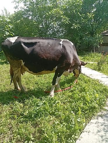 Башка жаныбарлар: Ушул 2-жакын бооз уй сатылат. Чёрно пёстрый уй 8-ай бооз 4-музоосу 1 — 3