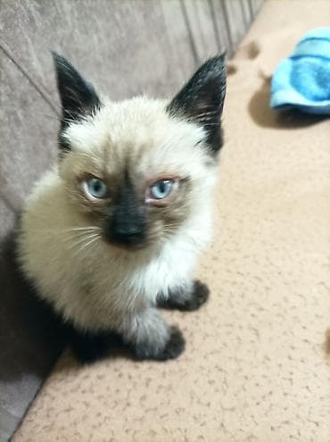 отдам котят в хорошие руки: Котёнок с колорпойнт окрасом (типичные «сиамские» отметины): светлая — 2