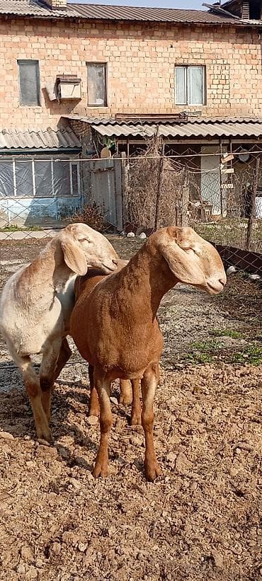 Коровы, быки: Продаю | Баран (самец) — 2