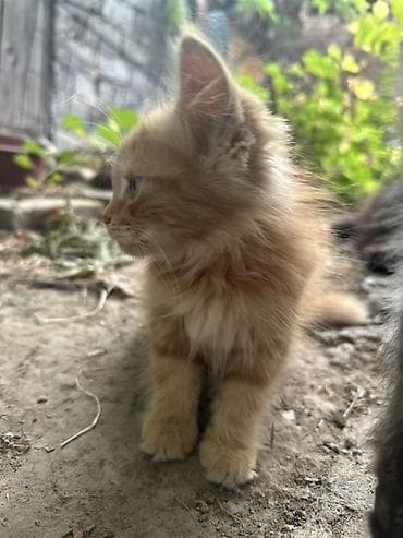 Рыжий пушистый котёнок ищет дом🏡 - Окрас: тёплый рыжий с