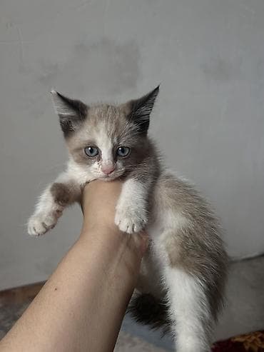 Кошки: Кошка даром: Беспородная, 2 месяца, Девочка, Приучена к лотку — 1