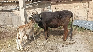Животные: Продаю | Корова (самка) | Для разведения | После отела — 4