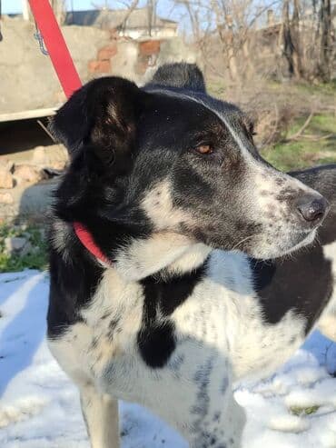 рабочая собака: Ищем дом замечательной собаке. Рожать не будет,отлично охраняет — 6