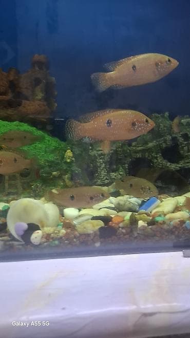 Услуги ветеринара: Аквариумные рыбы — цихлиды, цихлазому ( Центральной Америки) — 3