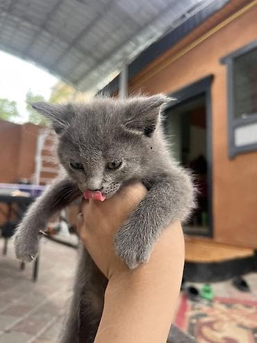scottish fold: - Окрас: серый чёрная - порода: британская - Возраст: примерно 3 — 5