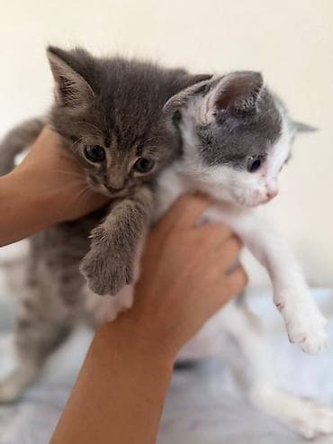 Кошки: Раздаем в добрые руки котят. - приручены к лодку. - игривые — 4
