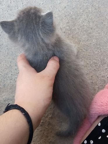 black cat: 4 котёнка и мама маме полтора года котенкам месяц отдам в хорошие руки — 4