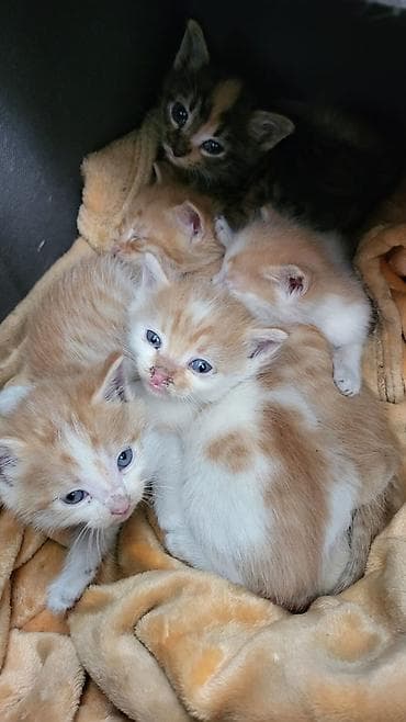 Котята — домашние любимцы - Пушистые малыши рыже-белого и