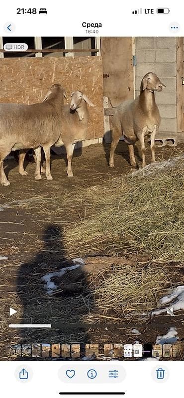 Ветеринар кызматы: Сатам | Ургаачы кой (ургаачы) | Көбөйтүү үчүн | Ургаачы — 6