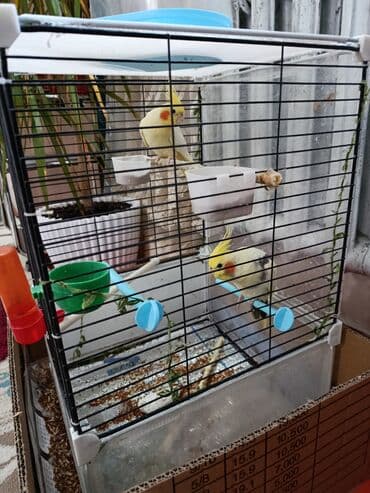 Зоотовары: Попугаи кореллы срочна продаю пара клетка большая.все комплекте и — 4