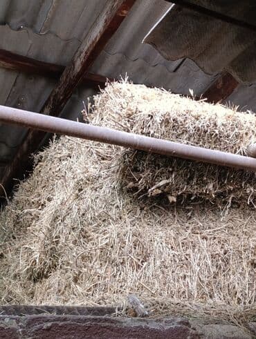 леггорн далматинец купить: Сено в тюках - Тюковое сено, заготовлено и хранилось под навесом. - — 2