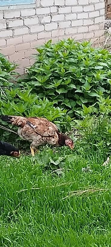 щенки спаниель: Продаю | Куры | Дакан | Для разведения — 1