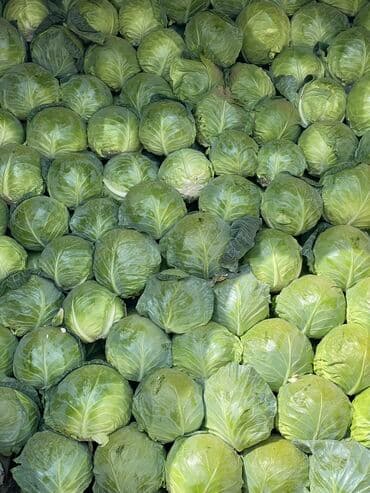 капуст: Капуста Белокачанная, Оптом — 4