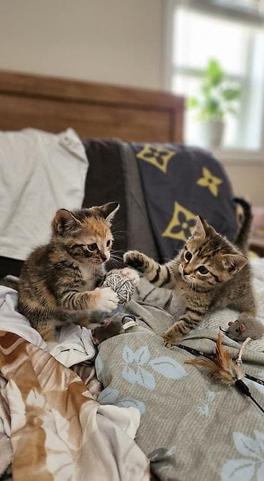 кошка кот: Отдам котят в добрые руки. три девочки : тигровая полоска черная с — 3