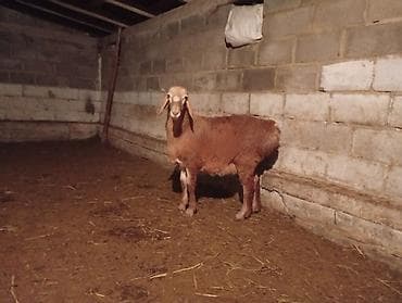 Продаю | Ягненок, Баран (самец) | Арашан | Для разведения | Племенные