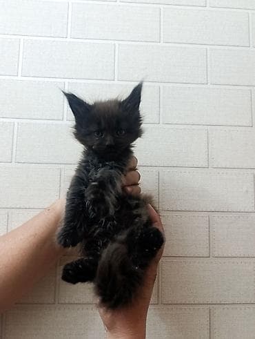 карликовая кошка: Пушистые котята породы мейн-кун. Описание: - Крупная порода с мощным — 4