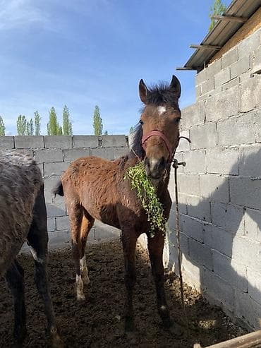 Продаю | Жеребенок | Конный спорт at lalafo.kg Продаю | Жеребенок | Конный спорт