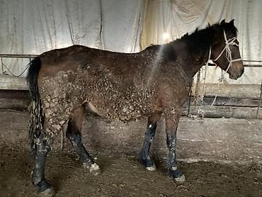 бир: Сатам | Бээ (ургаачы) — 3