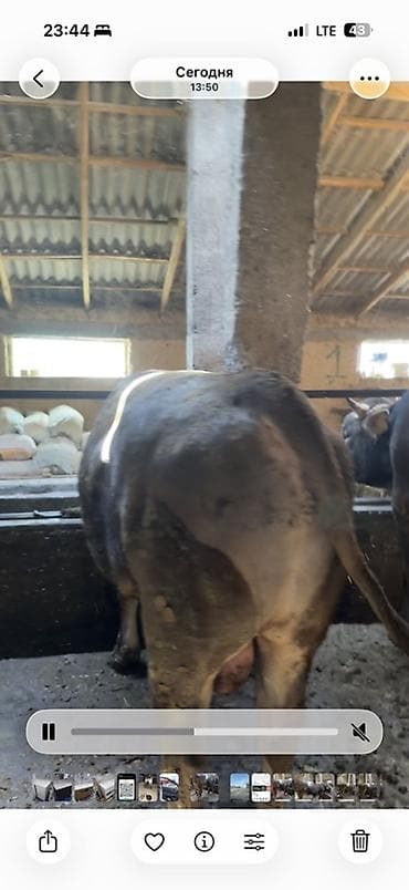 животные собаки: Продаю | Бык (самец) | Швицкая | На откорм | Привязанные — 7