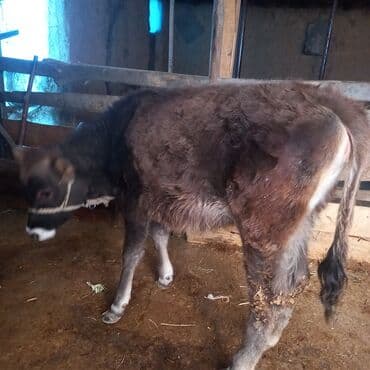 собака дом: Продаю | Корова (самка), Тёлка, Музоо, торпок | Алатауская, Швицкая | Для разведения — 5