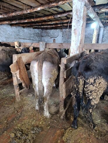 бука уйлар: Продаю | Корова (самка), Тёлка | Полукровка | На забой | Привязанные — 5