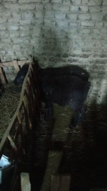 животные птицы: Продаю | Ягненок | На забой — 6