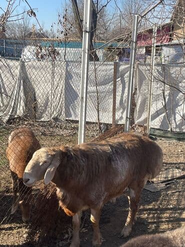 продажа кормов для сельскохозяйственных животных: Продаю | Баран (самец) | Эдильбаевская | Для разведения — 2