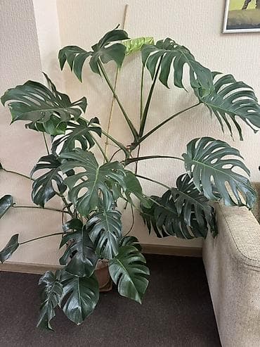 Комнатные розы: 🌿 Специалист по уходу за комнатными растениями • Уход за растениями • — 4