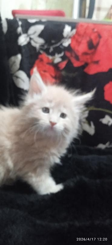 кукуруз продаю: Мейн-кун, 1 месяц, Мальчик, Приучена к лотку — 1