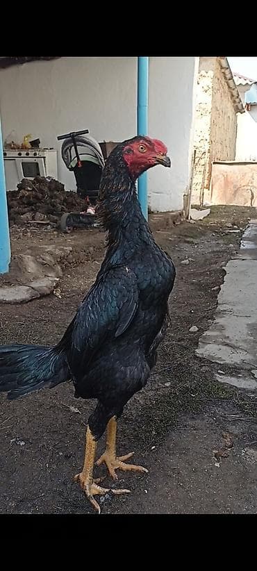 лошадь цена бишкек: Продаю | Петух | Бойцовая | Для разведения — 2