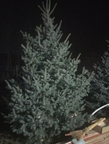 удобрения карбамид: Голубой ел 5шт 3,5-4метр — 4