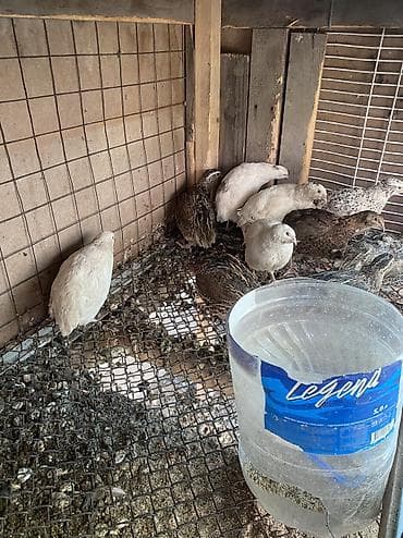 мясо индоутки: Перепёлки (яичные породы) - Домашнее поголовье перепелов в клетке. - — 2