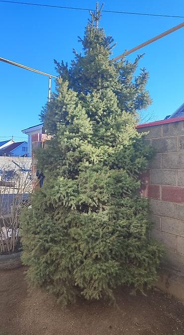 саженцы вишни: Саженцы деревьев: Ели, Самовывоз — 2