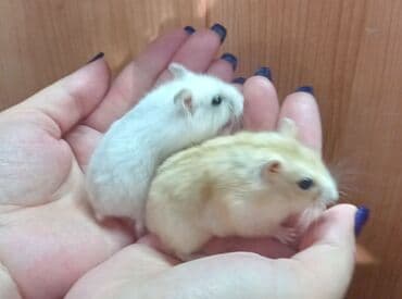 Кемирүүчүлөр: Продаются хомячки джунгарские, сирийские, ангорские пушистые хомячки — 5