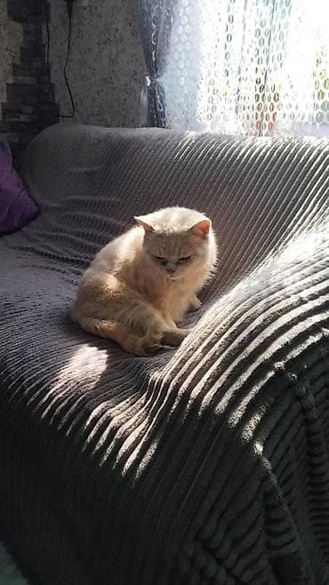 кошк: Мышык бекер берилет: Британ кыска жүндүү, 4 жаш, Эркек, Бычылган, Лотокко барууга үйрөтүлгөн — 4