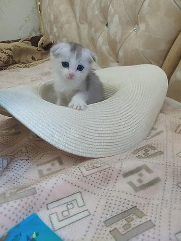 шотлан: Шотландский вислоухий котёнок (Scottish Fold) - Окрас: бело-серый, с — 3