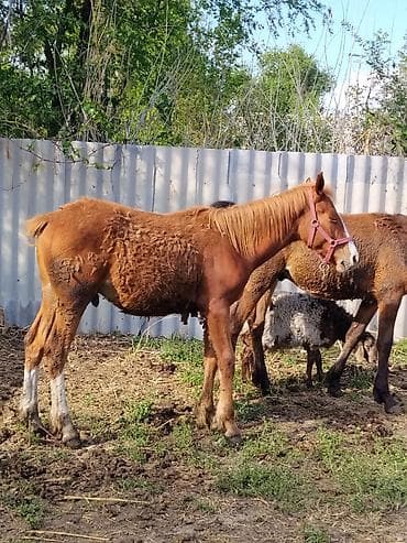 Продаю | Жеребец | Для разведения | Племенные