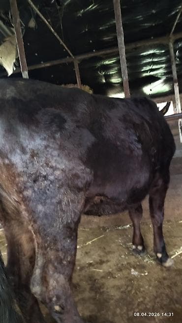 кулак тай: Продаю | Бык (самец) | На откорм — 8