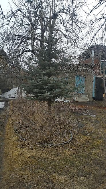 дифузорный шланг: Ель декоративная (вероятно, голубая ель/еловая форма с — 1