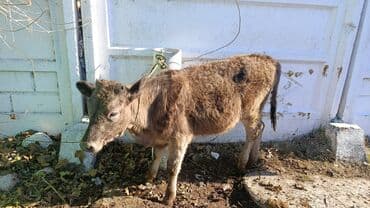 Продаю | Тёлка | На откорм | Привязанные