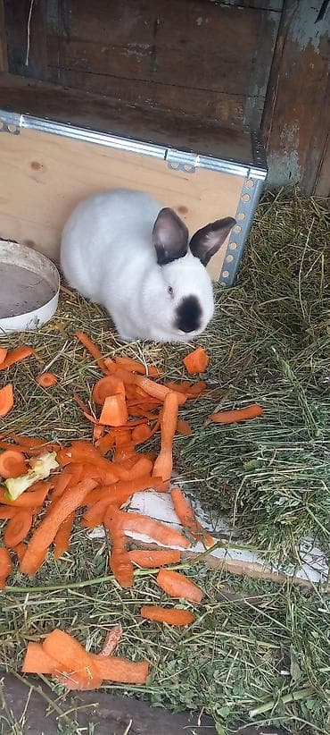 Кролик декоративный, окрас белый с темными отметинами на мордочке и
