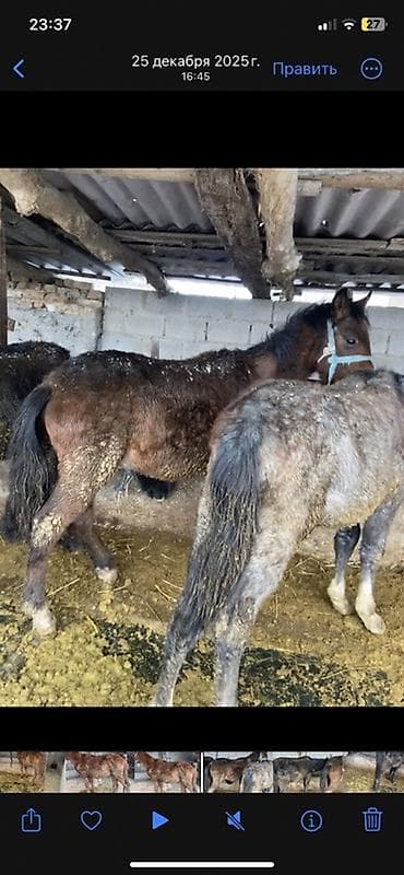 арабский конь: Продаю | Жеребенок | Полукровка | Рабочий — 1