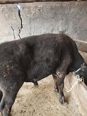 Продаю | Бык (самец) | На откорм | Привязанные at lalafo.kg Продаю | Бык (самец) | На откорм | Привязанные