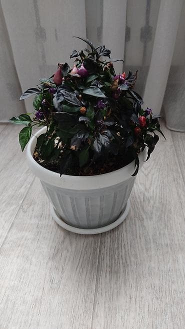 Диффенбахии: 1)Кактус Эхинопсис ( цветет часто, вместе с коричневым горшочком — 10