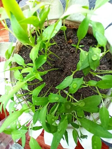 Калемпир: Рассада сладкого перца (европейский сорт). Здесь больше 50 штук. Всего — 5