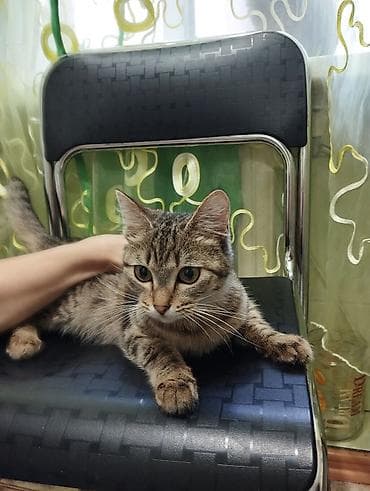 отдам даром вислоухого котенка: 10 месяцев, Девочка, Приучена к лотку — 6